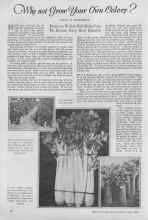 Better Homes & Gardens July 1927 Magazine Article: Why not Grow Your Own Celery?