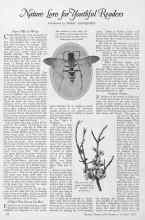 Better Homes & Gardens October 1927 Magazine Article: Nature Lore for Youthful Readers