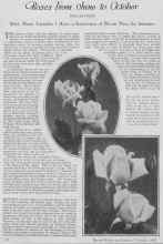 Better Homes & Gardens November 1927 Magazine Article: Roses From June to October