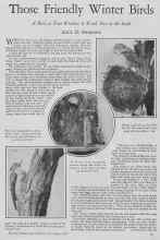 Better Homes & Gardens December 1927 Magazine Article: Those Friendly Winter Birds
