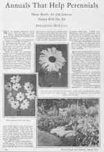 Better Homes & Gardens January 1928 Magazine Article: Annuals That Help Perennials