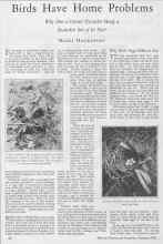 Better Homes & Gardens January 1928 Magazine Article: Birds Have Home Problems