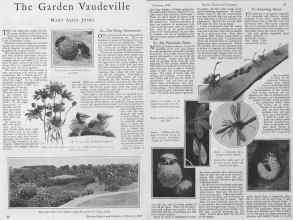 Better Homes & Gardens February 1928 Magazine Article: The Garden Vaudeville