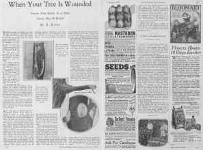 Better Homes & Gardens February 1928 Magazine Article: When Your Tree Is Wounded