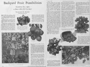 Better Homes & Gardens March 1928 Magazine Article: Backyard Fruit Possibilities