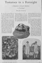 Better Homes & Gardens April 1928 Magazine Article: Tomatoes in a Fortnight