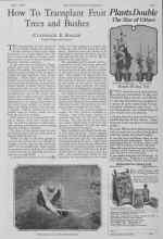Better Homes & Gardens April 1928 Magazine Article: How To Transplant Fruit Trees and Bushes