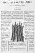 Better Homes & Gardens May 1928 Magazine Article: Asparagus and Its Allies