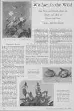 Better Homes & Gardens May 1928 Magazine Article: Wisdom in the Wild