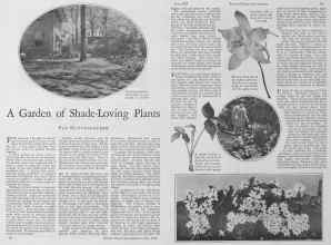 Better Homes & Gardens May 1928 Magazine Article: A Garden of Shade-Loving Plants