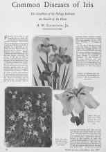 Better Homes & Gardens June 1928 Magazine Article: Common Diseases of Iris
