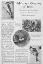 Better Homes & Gardens June 1928 Magazine Article: Habits and Customs of Birds