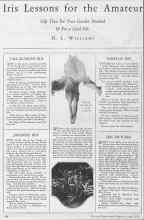 Better Homes & Gardens June 1928 Magazine Article: Iris Lessons for the Amateur