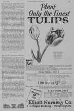 Better Homes & Gardens June 1928 Magazine Article: An Easily Grown Flower
