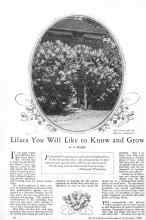 Better Homes & Gardens September 1928 Magazine Article: Lilacs You Will Like to Know and Grow