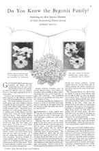 Better Homes & Gardens October 1928 Magazine Article: Do You Know the Begonia Family?