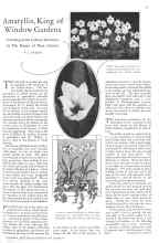 Better Homes & Gardens November 1928 Magazine Article: Amaryllis, King of Window Gardens