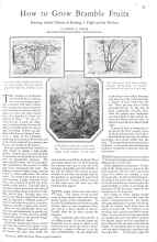 Better Homes & Gardens February 1929 Magazine Article: How to Grow Bramble Fruits