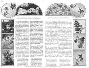 Better Homes & Gardens February 1929 Magazine Article: Page 14