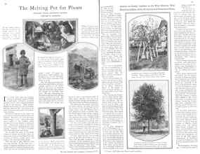 Better Homes & Gardens February 1929 Magazine Article: The Melting Pot for Plants