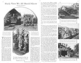Better Homes & Gardens February 1929 Magazine Article: Hardy Vines We All Should Know