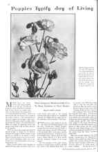 Better Homes & Gardens March 1929 Magazine Article: Poppies Typify Joy of Living