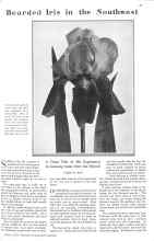 Better Homes & Gardens March 1929 Magazine Article: Bearded Iris in the Southwest