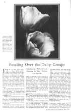 Better Homes & Gardens May 1929 Magazine Article: Puzzling Over the Tulip Groups