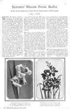 Better Homes & Gardens June 1929 Magazine Article: Summer Bloom From Bulbs
