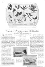 Better Homes & Gardens August 1929 Magazine Article: Summer Propagation of Shrubs