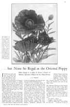 Better Homes & Gardens August 1929 Magazine Article: ...but None So Regal as the Oriental Poppy