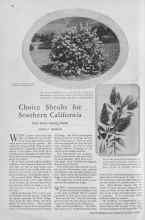 Better Homes & Gardens October 1929 Magazine Article: Choice Shrubs for Southern California