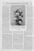 Better Homes & Gardens October 1929 Magazine Article: Chrysanthemums in a Garden