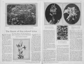 Better Homes & Gardens October 1929 Magazine Article: The Parade of Gay-colored Lilies