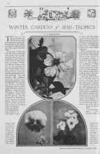 Better Homes & Gardens November 1929 Magazine Article: WINTER GARDENS of SEMI-TROPICS