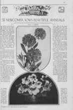 Better Homes & Gardens November 1929 Magazine Article: The NEWCOMER SOWS BEAUTIFUL ANNUALS