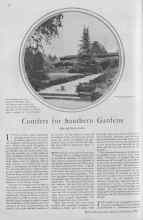 Better Homes & Gardens November 1929 Magazine Article: Conifers for Southern Gardens