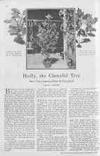 Better Homes & Gardens December 1929 Magazine Article: Holly, the Cheerful Tree