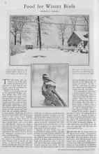 Better Homes & Gardens December 1929 Magazine Article: Food for Winter Birds