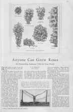 Better Homes & Gardens January 1930 Magazine Article: Anyone Can Grow Roses
