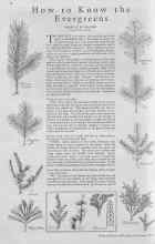 Better Homes & Gardens January 1930 Magazine Article: How to Know the Evergreens
