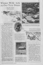 Better Homes & Gardens January 1930 Magazine Article: Winter Wild Life At Our Very Doors