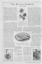 Better Homes & Gardens February 1930 Magazine Article: The Roving Gardener