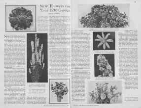 Better Homes & Gardens February 1930 Magazine Article: New Flowers for Your 1930 Garden