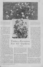 Better Homes & Gardens March 1930 Magazine Article: Violas--Favorites For All Gardens