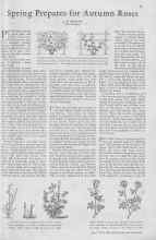 Better Homes & Gardens April 1930 Magazine Article: Spring Prepares for Autumn Roses