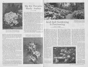 Better Homes & Gardens April 1930 Magazine Article: Page 36