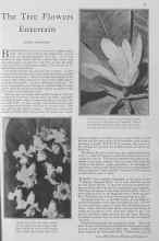 Better Homes & Gardens June 1930 Magazine Article: The Tree Flowers Entertain