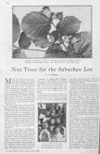 Better Homes & Gardens June 1930 Magazine Article: Nut Trees for the Suburban Lot
