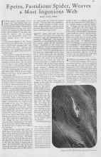 Better Homes & Gardens August 1930 Magazine Article: Epeira, Fastidious Spider, Weaves a Most Ingenious Web